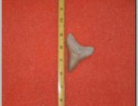 3" Megalodon